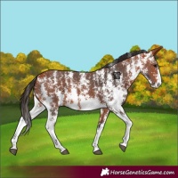 Horse Color:Bay Sabino 