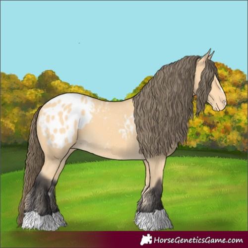 Horse Color:Buckskin Appaloosa 