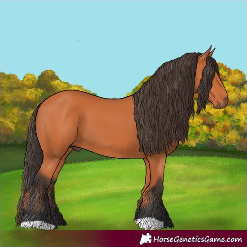 Horse Color:Bay 