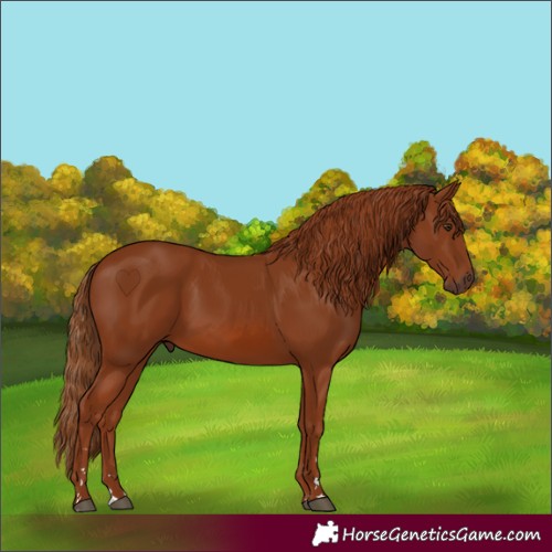 Horse Color:Chestnut 