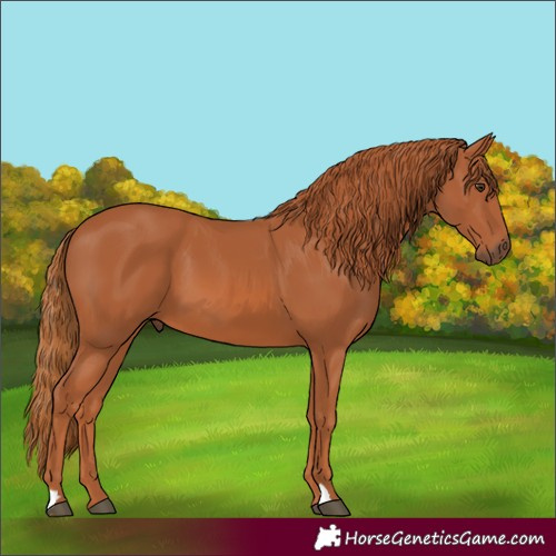 Horse Color:Chestnut 