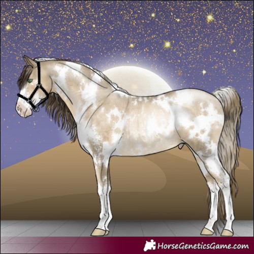 Horse Color:White Spotted Smoky Black Pearl Sabino Rabicano 