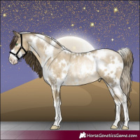 Horse Color:White Spotted Smoky Black Pearl Sabino Rabicano