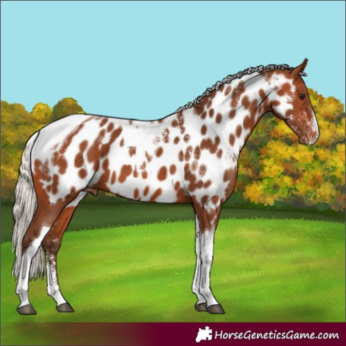 Horse Color:Powder White Silver Bay Tobiano Appaloosa