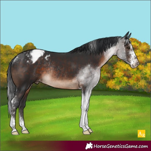 Horse Color:Brown Sabino Tobiano Appaloosa Rabicano