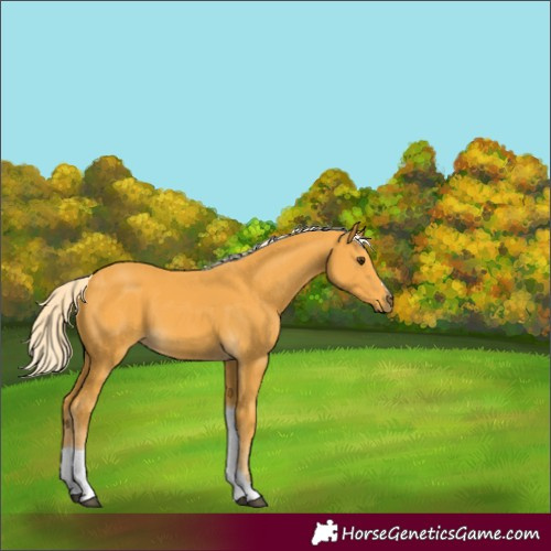 Horse Color:Palomino Tobiano