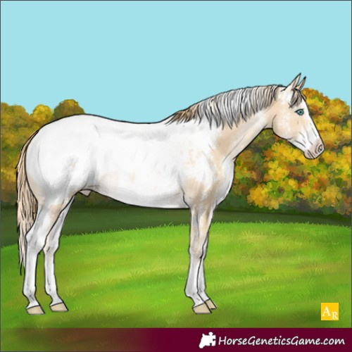 Horse Color:Smoky Black Pearl Sabino Appaloosa Rabicano