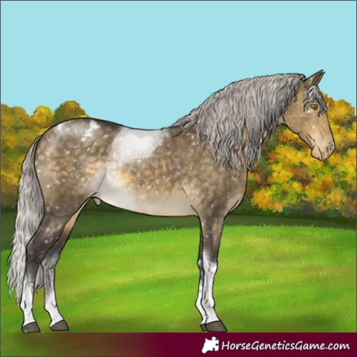 Horse Color:Silver Buckskin Dun Tobiano Appaloosa Rabicano 