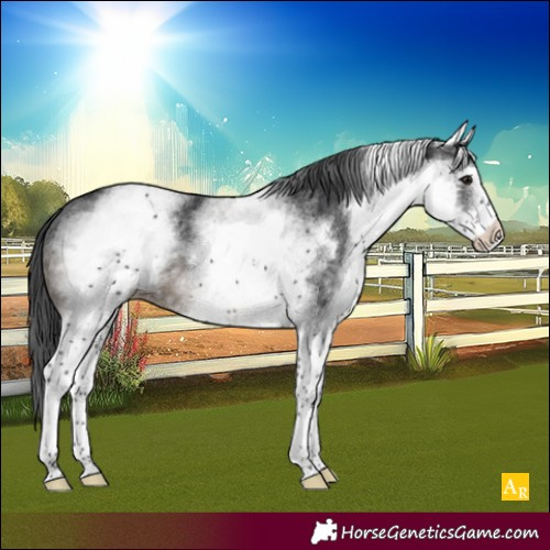 Horse Color:White Spotted Black
