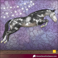 Horse Color:White Spotted Black Sabino Rabicano