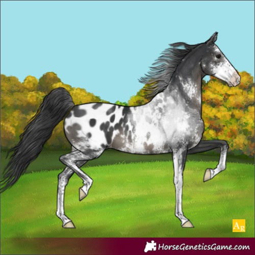 Horse Color:Black Sabino Appaloosa 