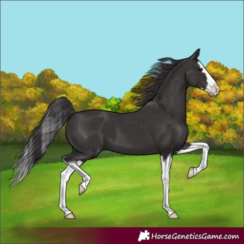 Horse Color:Smoky Black Splash 