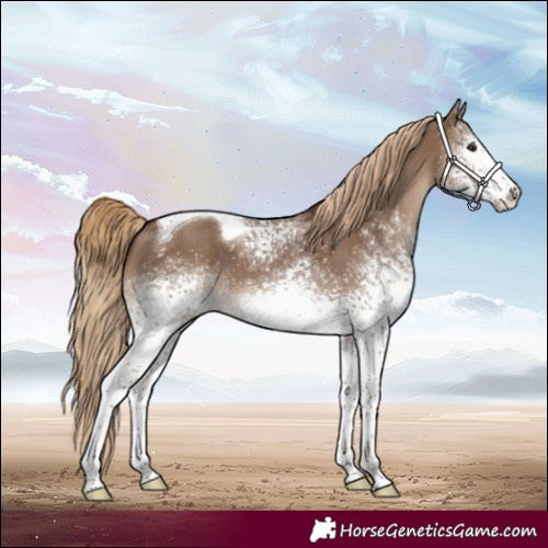 Horse Color:White Spotted Liver Red Dun Tobiano 
