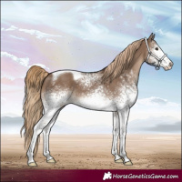 Horse Color:White Spotted Liver Red Dun Tobiano