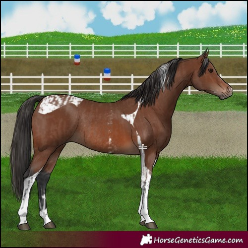 Horse Color:Brown Sabino Rabicano  and Brown Tobiano Rabicano 