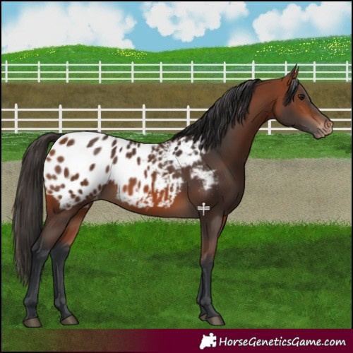 Horse Color:Bay Blanket 