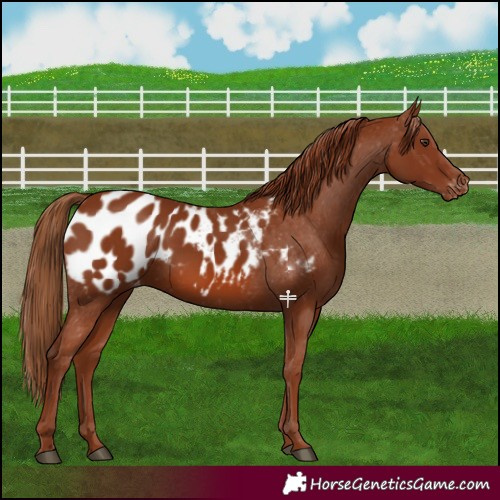 Horse Color:Chestnut Blanket 