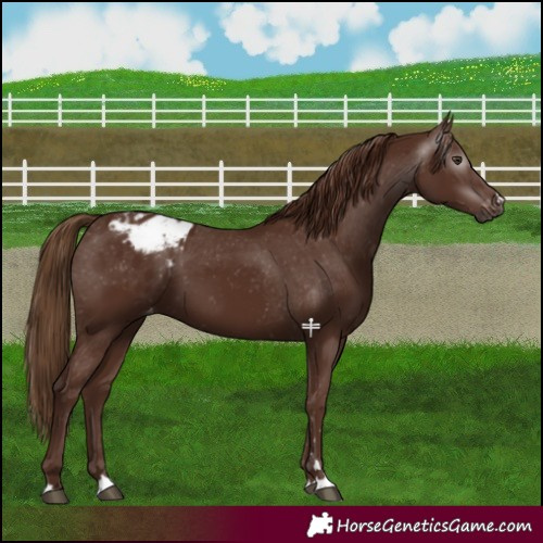Horse Color:Gray Chestnut Blanket 