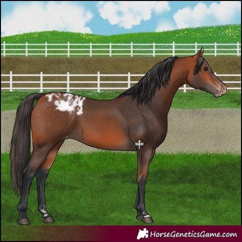 Horse Color:Bay Blanket 