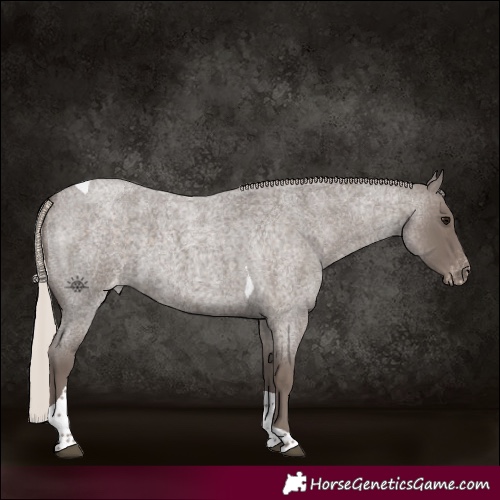 Horse Color:Silver Blue Roan Tobiano Appaloosa 