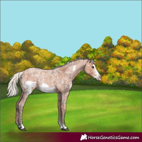 Horse Color:Silver Bay Ice Roan Frame
