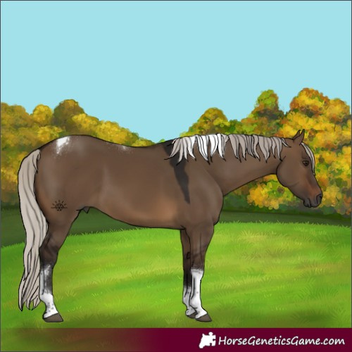 Horse Color:Gray Silver Brown Dun Tobiano 