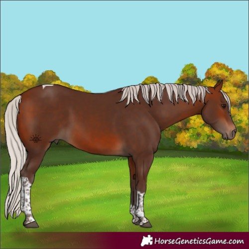 Horse Color:Silver Bay Tobiano Rabicano 