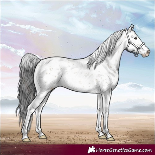 Horse Color:White Spotted Brown Dun Sabino 