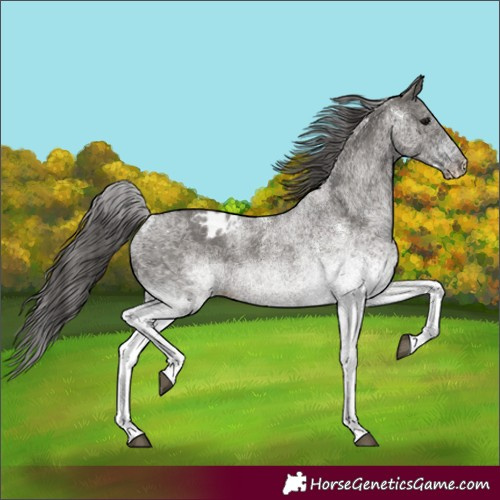 Horse Color:Unknown 