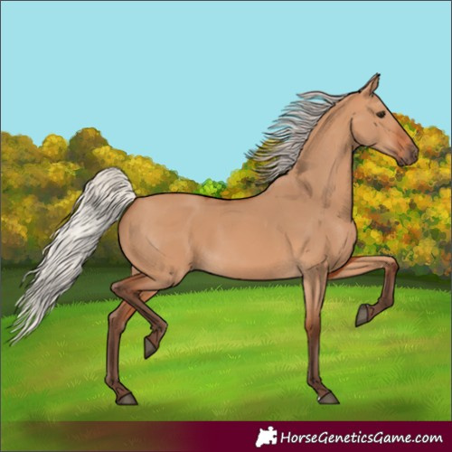 Horse Color:Silver Bay Dun