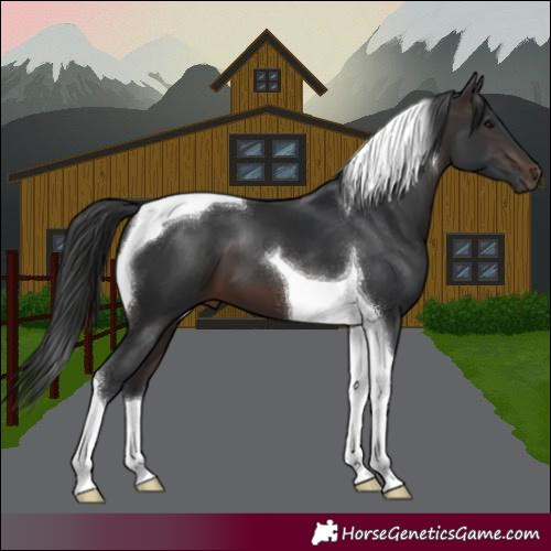 Horse Color:Brown Tobiano