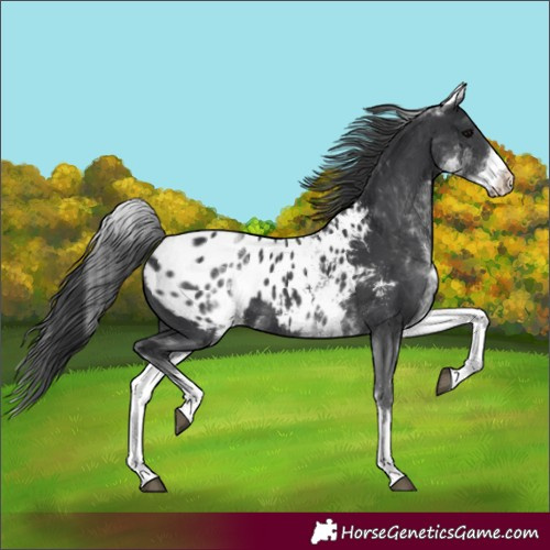 Horse Color:White Spotted Black Blanket