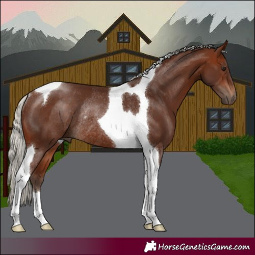 Horse Color:Silver Brown Tobiano Rabicano