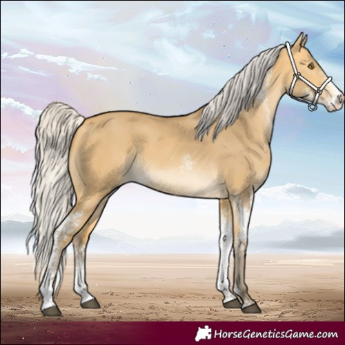 Horse Color:Silver Buckskin Dun Sabino 