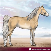 Horse Color:Silver Buckskin Dun Sabino 