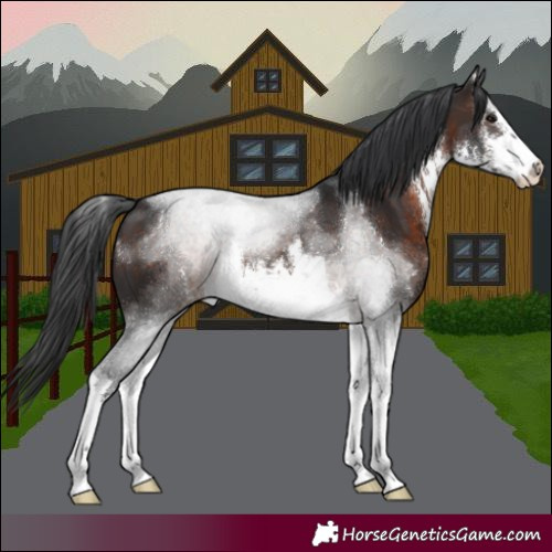 Horse Color:White Spotted Brown
