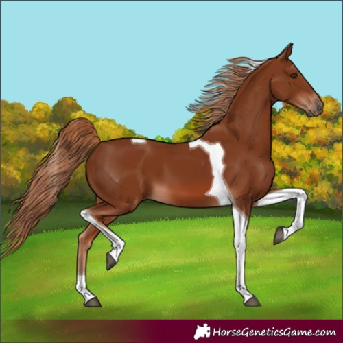 Horse Color:Unknown 