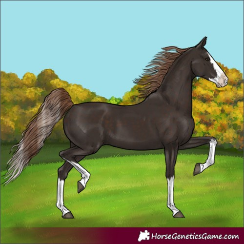 Horse Color:Unknown 