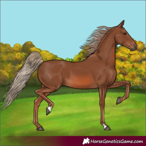 Horse Color:Unknown 