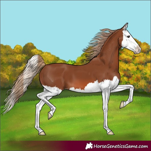 Horse Color:Chestnut Splash