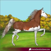Horse Color:Chestnut Splash