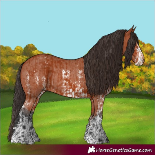 Horse Color:Bay Sabino Rabicano  and Bay Sabino Rabicano 