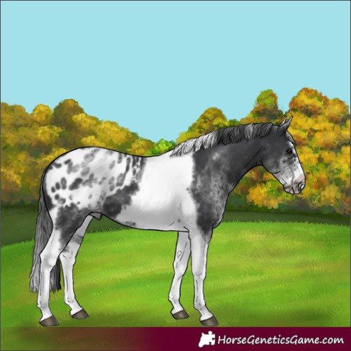 Horse Color:White Spotted Black Splash Tobiano Frame Appaloosa