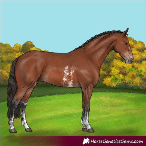 Horse Color:Bay Sabino Rabicano  and Bay Sabino Rabicano 