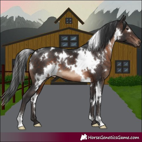 Horse Color:White Spotted Brown 