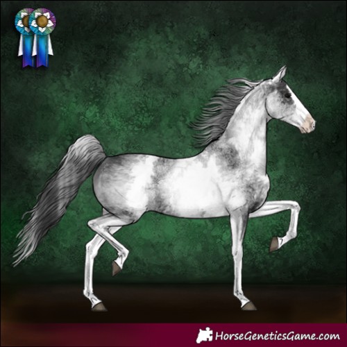 Horse Color:White Spotted Black Splash Rabicano