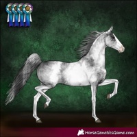 Horse Color:White Spotted Black Splash Rabicano 