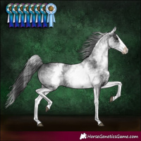 Horse Color:White Spotted Black Splash Rabicano