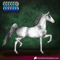 Horse Color:White Spotted Black Splash Rabicano