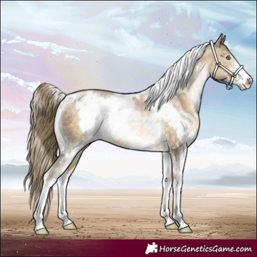Horse Color:White Spotted Buckskin Pearl Sabino Rabicano 